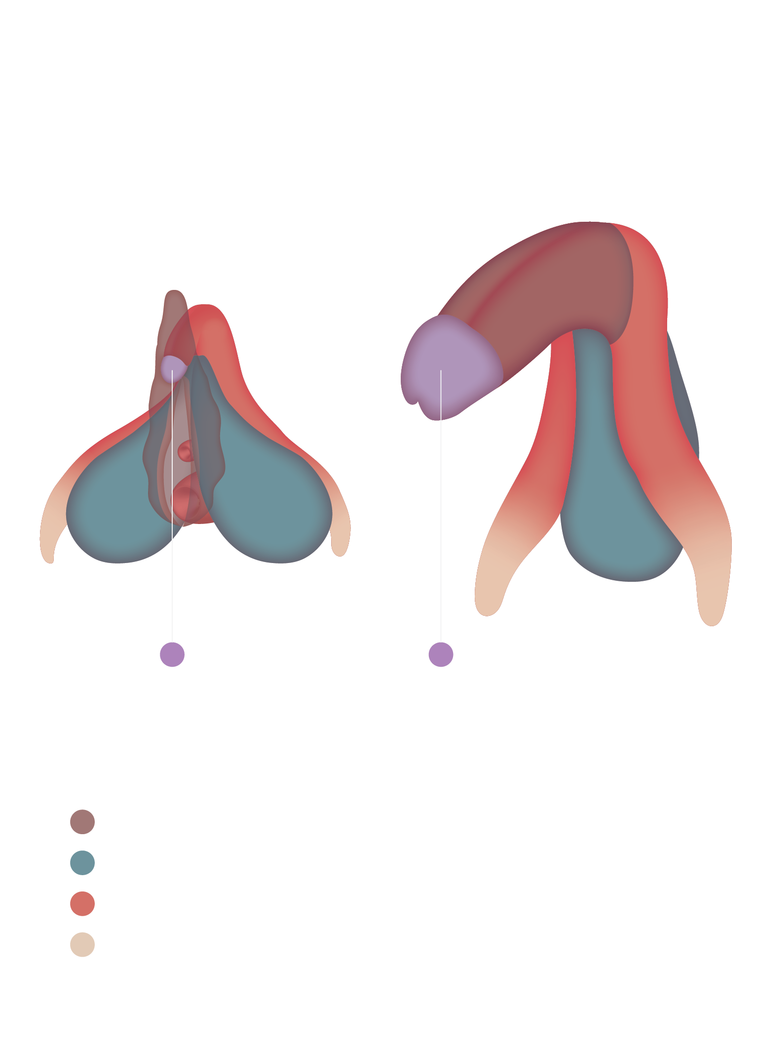 clitoris