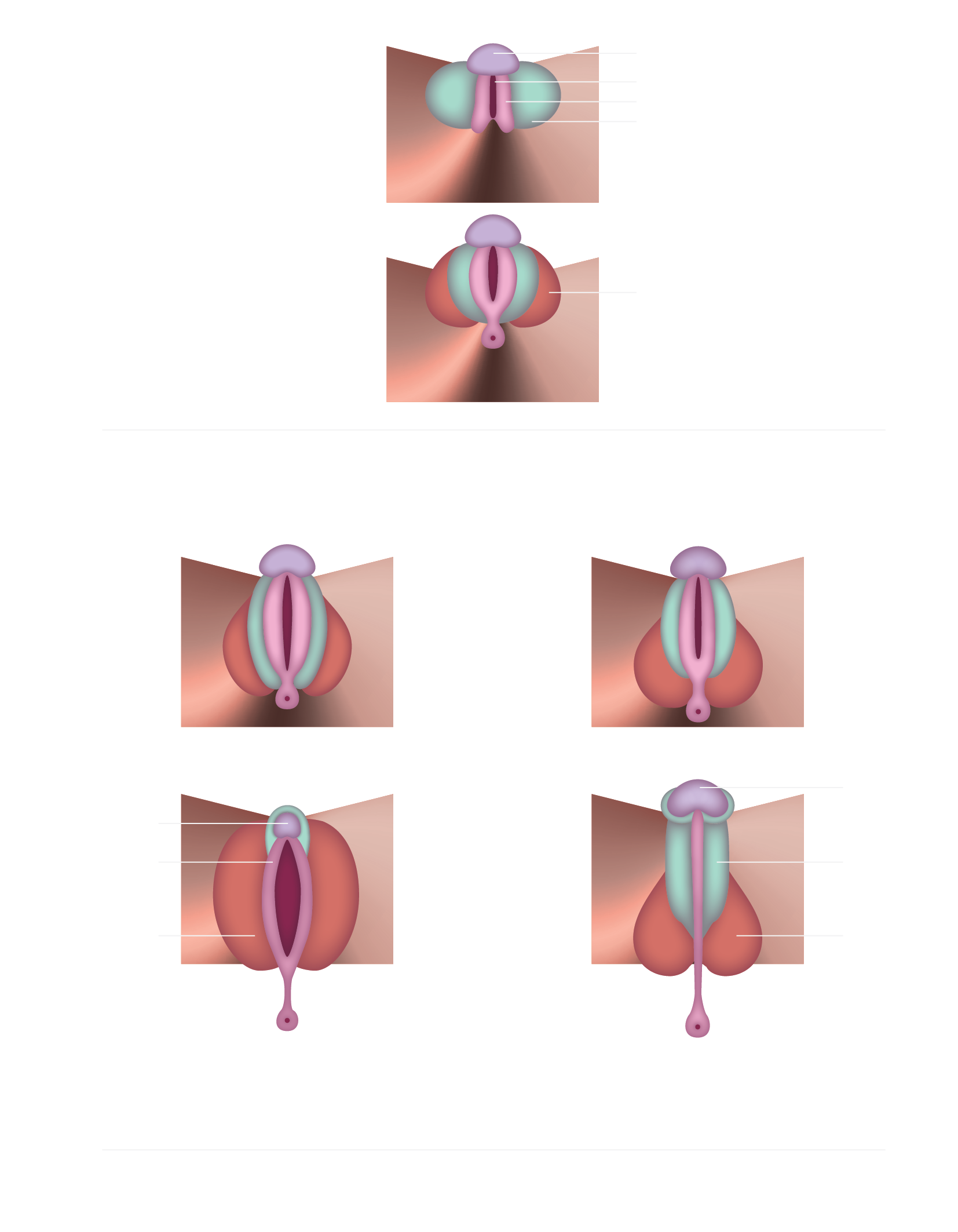 clitoris